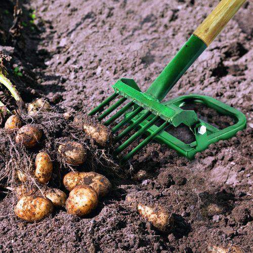 Инструмент позволяет выкопать корнеплоды быстро, качественно и без особых усилий